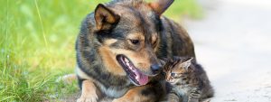Cats & Dogs Have Allergies Too | Hastings Veterinary Clinic