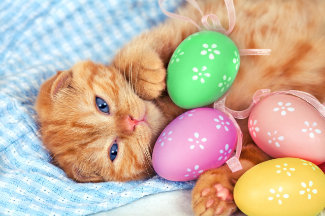 Tips for an enjoyable Easter weekend for your pet | Hastings Veterinary Hospital