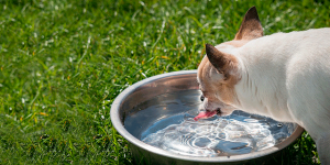 Hydration for Pets: How Much is Enough? | Hastings Veterinary Hospital