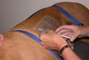 HVH is the 1st veterinary hospital in Burnaby to offer skin allergy testing for pets