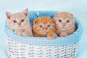Three cute kittens in a basket