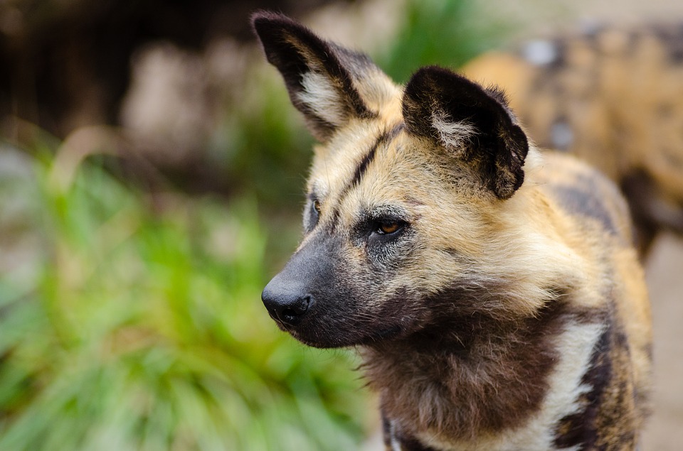 dog scratching ears