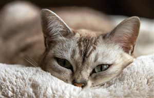 Relieve Kitty’s Pain With Cat Arthritis Treatments