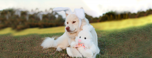 Why You Should Never Feed Your Dog Easter Chocolate