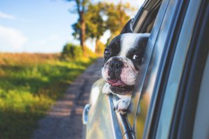 Safety Tips for Pets in Cars During Summer