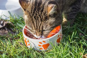 Ask an Expert: Cat Diets | Hastings Veterinary Clinic