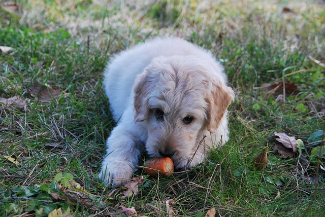Ask an Expert: Fruits & Vegetables for Dogs | Hastings Veterinary Clinic