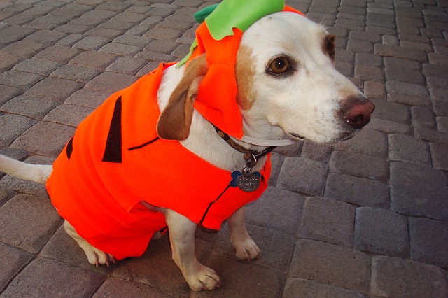 Tips for an Enjoyable Halloween Night for Pets | Hastings Veterinary Clinic