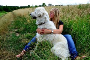 10 Outdoor Doggie Hazards to Stay Away From | Hastings Veterinary Hospital