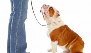 5 Tips to Keep Your Dog from Jumping Up on People | Hastings Veterinary Hospital