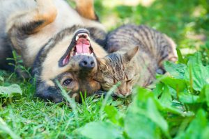 Beat the Heat with Our Summer Pet Care Advice! | Hastings Veterinary Hospital