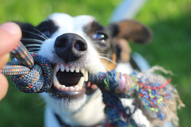 Dogs Need Dental Care Too! What to do for a Broken Tooth | Hastings Veterinary Hospital