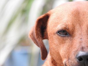 Eye Care for Pets: Our Top Tips | Hastings Veterinary Clinic