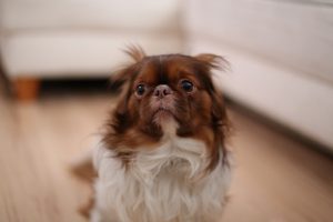 Halloween and (Noise) Phobia in Dogs