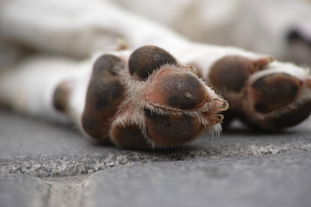 How to Protect Your Pets’ Paws from Hot Sidewalks | Hastings Veterinary Hospital