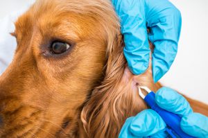 Pet Care Tips to Keep them Safe from Dangerous Tick Bites | Hastings Veterinary Hospital