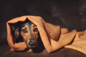 Pet Distress: How to Keep Pets Calm During Summer Activities | Hastings Veterinary Hospital
