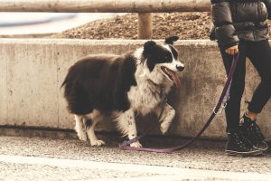 Emergency Tips to Use if Your Dog is Wounded on a Walk | Hastings Veterinary Hospital