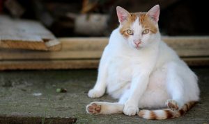 How to Take Action and Save Your Obese Cat from Health Problems | Hastings Veterinary Hospital