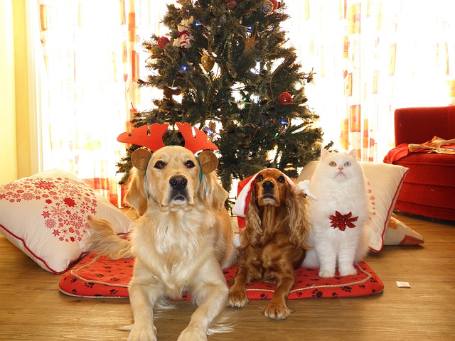 A Merry Christmas for Pets | Hastings Veterinary Hospital