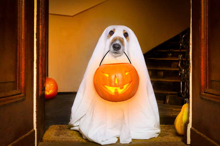 Happy ‘Doggieween’: Halloween Treats for Dogs Do’s and Don’ts | Hastings Veterinary Hospital