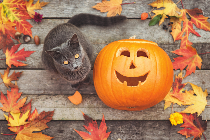 Prevention Tips for a Safe and Happy Halloween for Your Cat | Hastings Veterinary Hospital