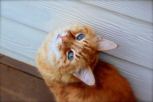 Call a Veterinarian If Feline Herpes Virus Strikes Kitty | Hastings Veterinary Hospital