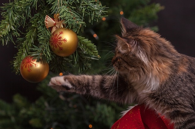 How to Keep Your Cat Happy and Safe During Christmas | Hastings Veterinary Hospital