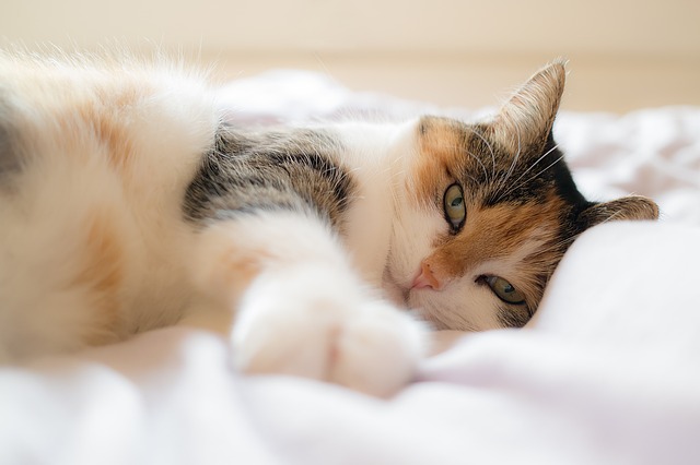 Cats & Colds: Can My Cat Get A Cold & What Should I Do?