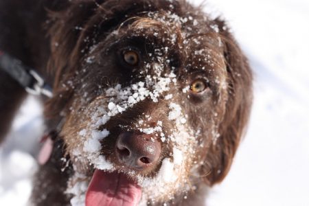 Signs of Hypothermia in Dogs and What to Do About It | Hastings ...