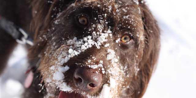 Signs of Hypothermia in Dogs and What to Do About It - Hasting ...