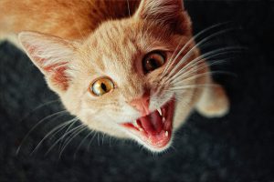 Cat Dental Care Tips & How to Clean Your Kitty’s Teeth | Hastings Veterinary Hospital