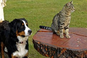 How to Prevent Pesky Parasites from Plaguing Pets & People | Hastings Veterinary Hospital
