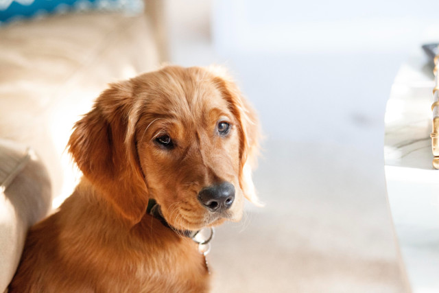 Things to Know about Ringworm in Dogs | Hastings Veterinary Hospital