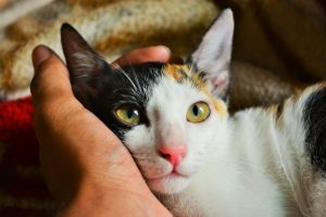 15 Reasons to Adopt a New Pet from an Animal Shelter | Hastings Veterinary Hospital