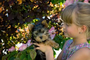 Puppy Care 101, Part 1: The First 0-8 Weeks | Hastings Veterinary Hospital