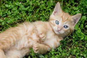 Ask an Expert: Catnip and Cats | Hastings Veterinary Hospital