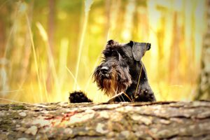 Dog Neutering & the Movember Movement | Hasting Veterinary Clinic