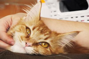 Common Mistakes to Avoid Making as a Cat Parent-Hastings Veterinary Hospital