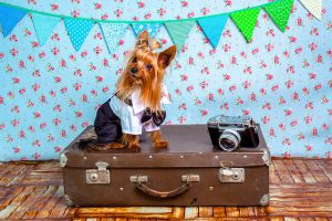 How to Plan a Safe Trip with Your Dog this Summer | Hastings Veterinary Hospital