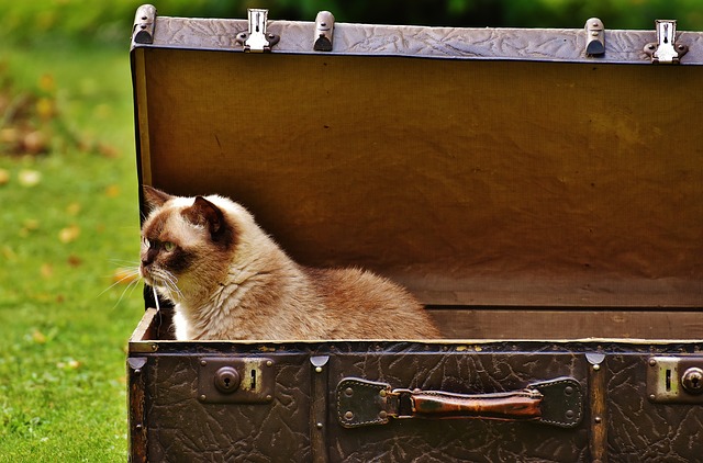 Planning a Trip? How to Treat a Cat with Travel Anxiety | Hastings Veterinary Hospital