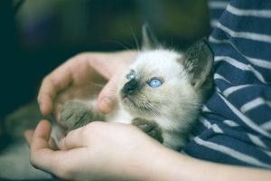 How to Prepare for Your Kitten’s First Veterinary Appointment | Hastings Veterinary Hospital
