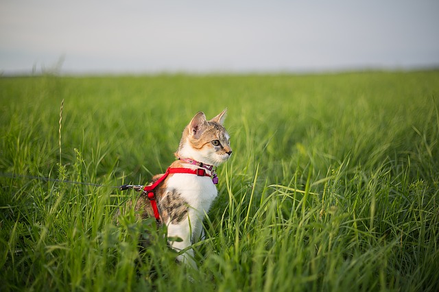How to Train Your Cat to Walk on a Leash | Hastings Veterinary Hospital