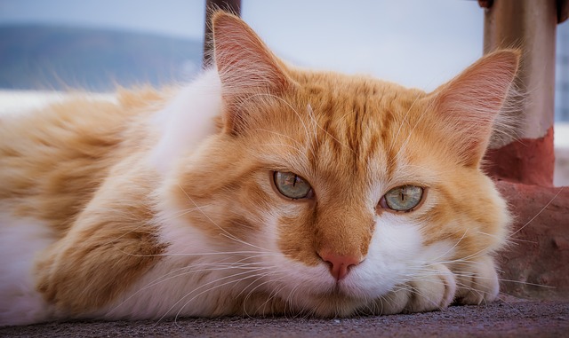 Older Cats Need Love, Too! 8 Reasons for Adopting One | Hastings Veterinary Hospital