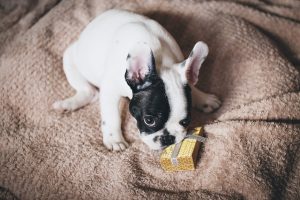Great Gift Ideas for Pet Owners and Their Pets | Hastings Veterinary Hospital