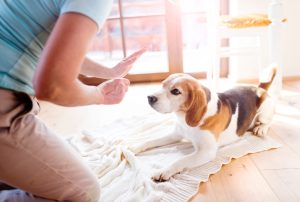 Good House Training and Crate Training Tips for Dogs | Hastings Veterinary Hospital