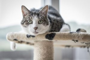 "Why Does My Cat Urinate Outside The Litter Box?" | Hastings Veterinary Hospital