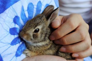 Adopting a Pet Bunny? Learn Rabbit Care 101 | Hastings Veterinary Hospital