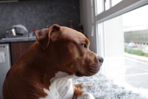 Tips for Handling Separation Anxiety In Dogs | Hastings Veterinary Hospital