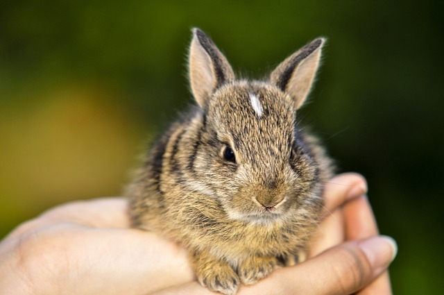 What You Need to Know About Rabbits and Ear Mites - Hastings Veterinary  Hospital